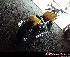 HONDA SPIRIT 750 01-UP DC
